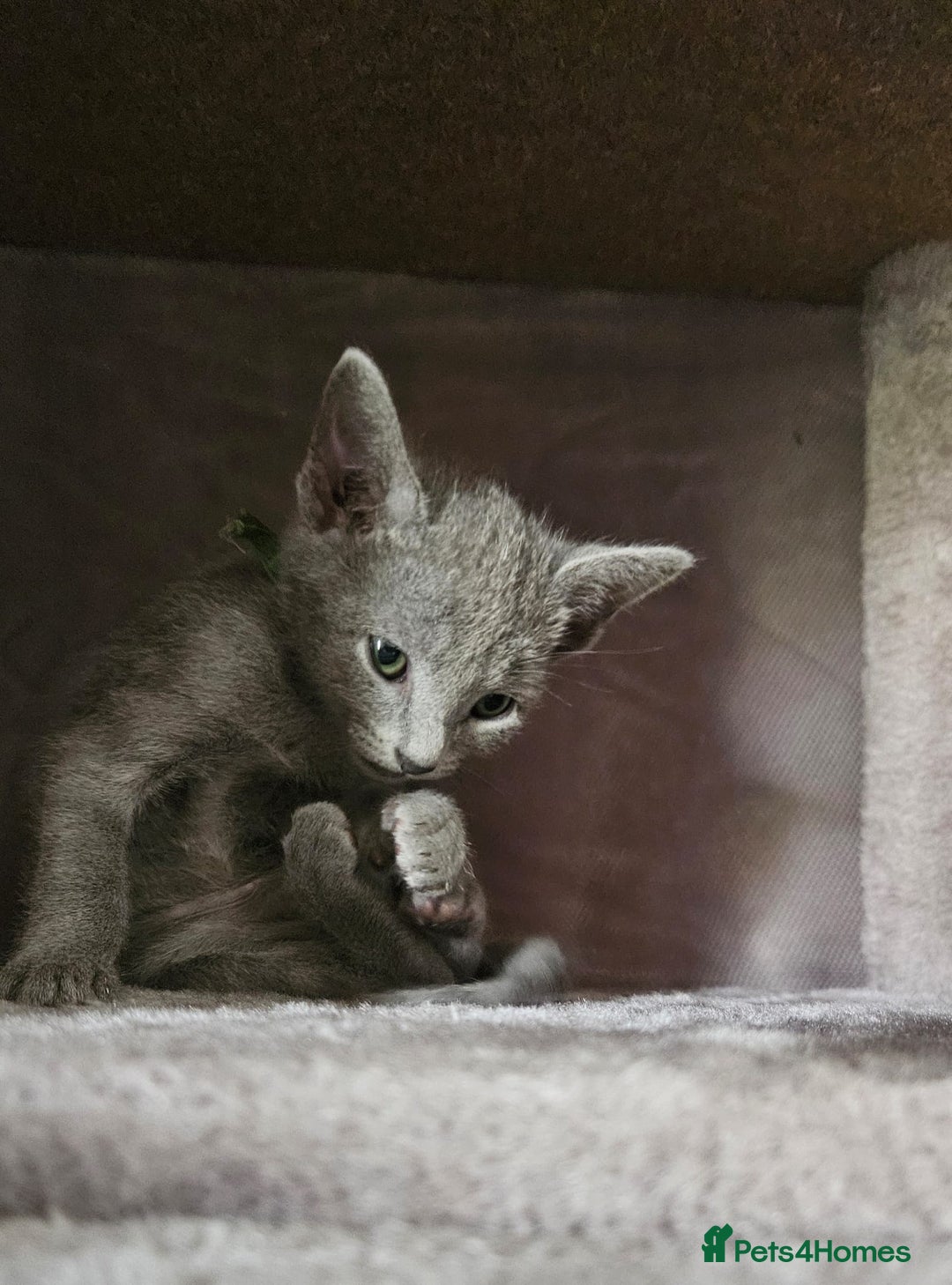 Russian Blue cats for sale: Mix Russian Blue and Maine Coon - Image 5