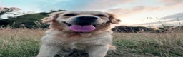 Golden Retriever dogs for sale: Beautiful Home-Reared Golden Retriever Puppies 💛 - Advert 2