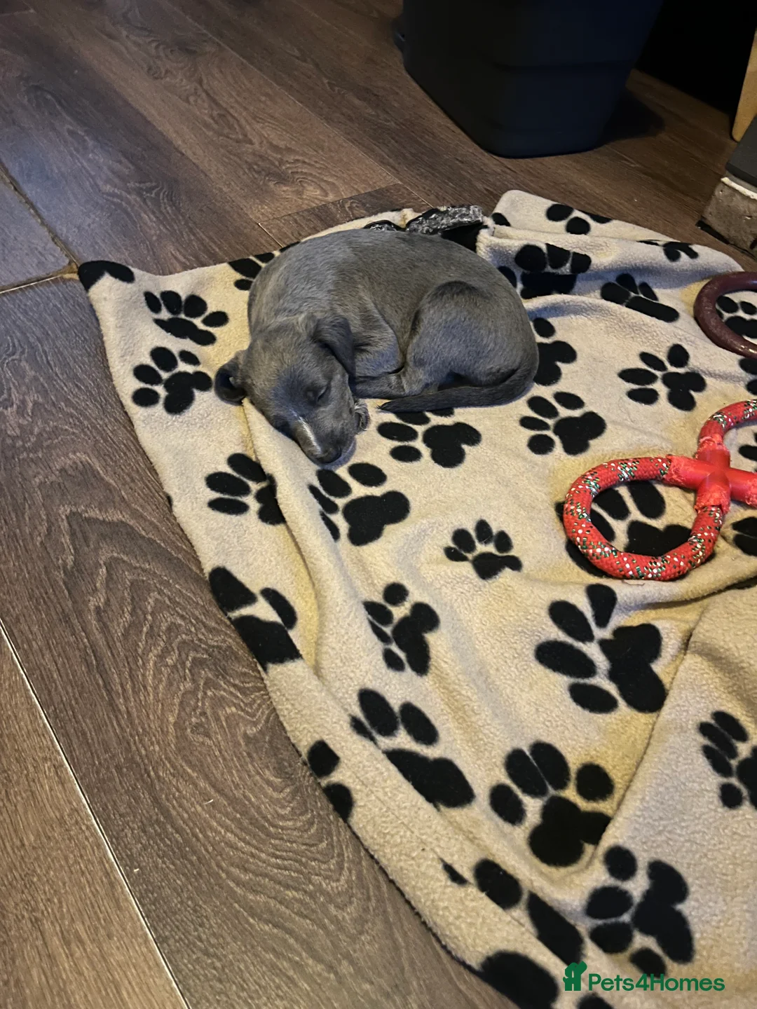 Lurcher dogs for sale: Bedlington Whippet pups for sale - Advert 7