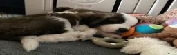Saint Bernard dogs for sale: (Last 3) Gorgeous Saint Bernard puppies available  - Advert 12
