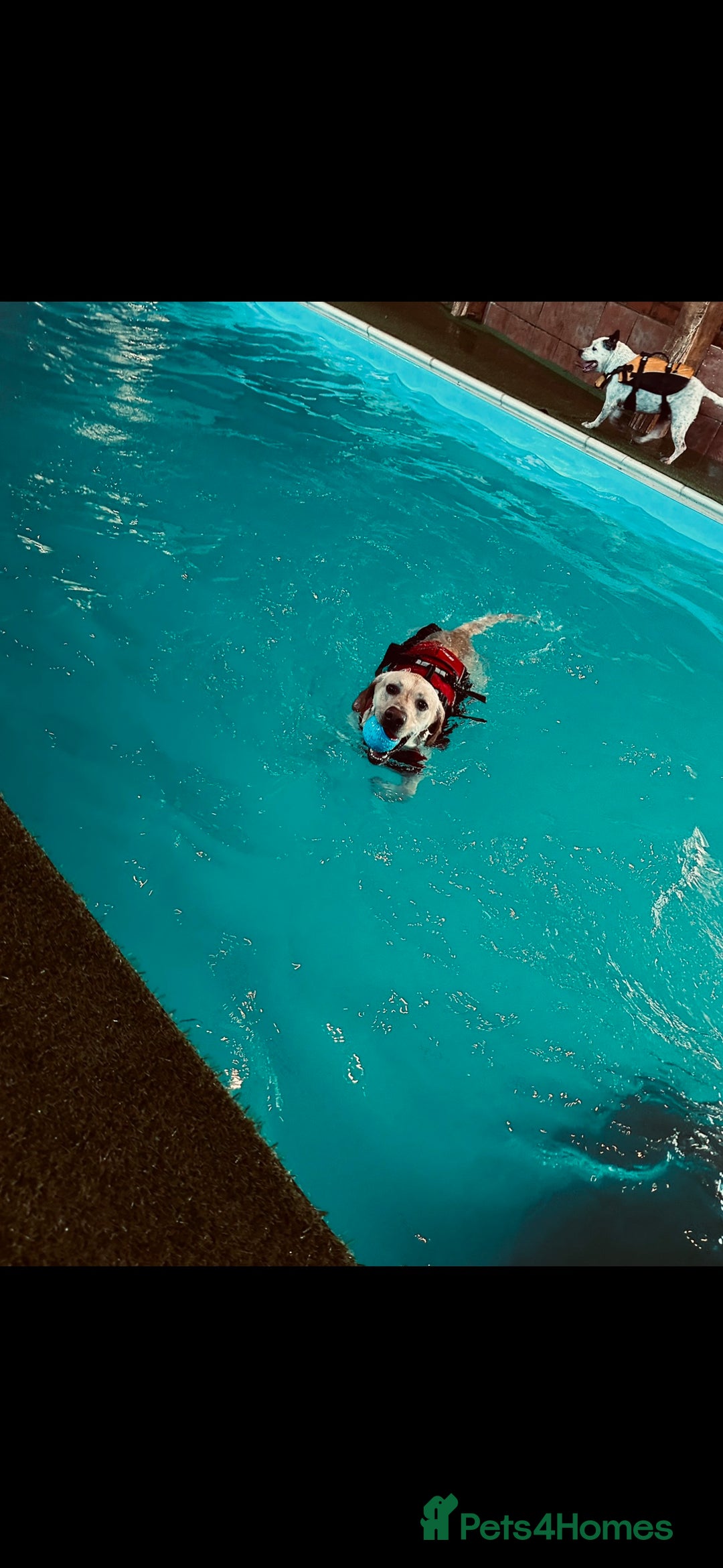 Labrador Retriever dogs for stud: KC Registered Yellow Labrador, Proven Stud  in Coalville - Advert 4