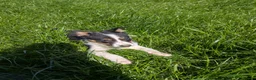 Border Collie dogs for sale: Cracking Litter of Tri Coloured Collies For Sale - Advert 13