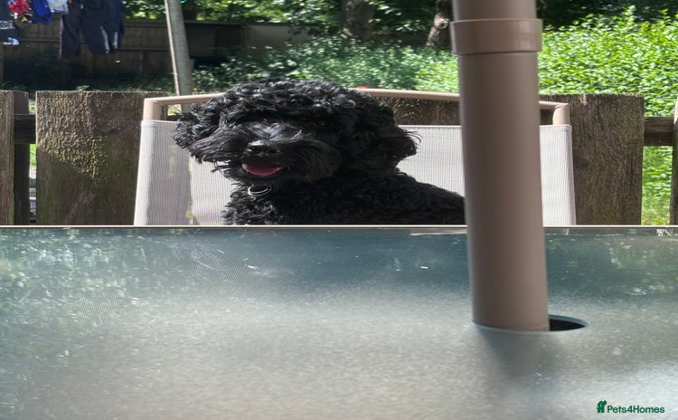 Cockapoo dogs - Advert 4