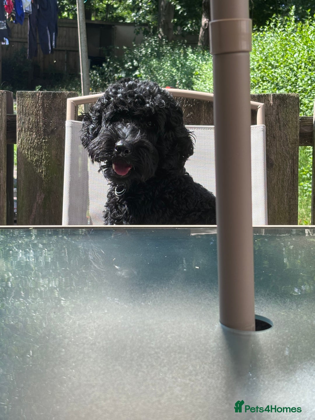 Cockapoo dogs for sale: 2 year old male cockapoo - Image 1