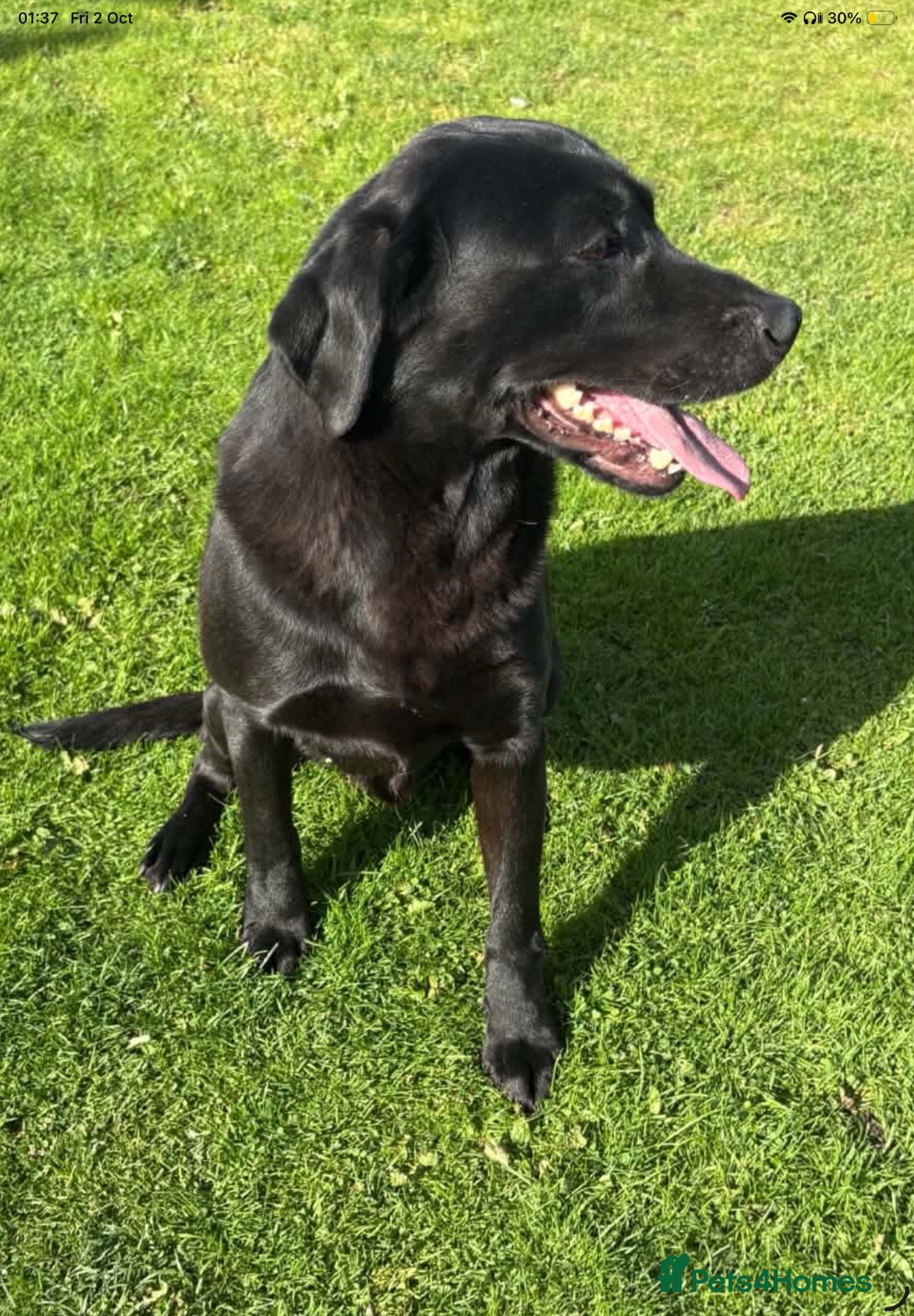 Labrador Retriever dogs LABRADOR PUPS. KC REG & COUNCIL LICENSED. 0%ROI - Advert 2