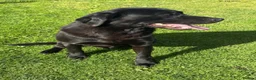 Labrador Retriever dogs for sale: LABRADOR PUPS. KC REG & COUNCIL LICENSED. 0%ROI - Advert 2