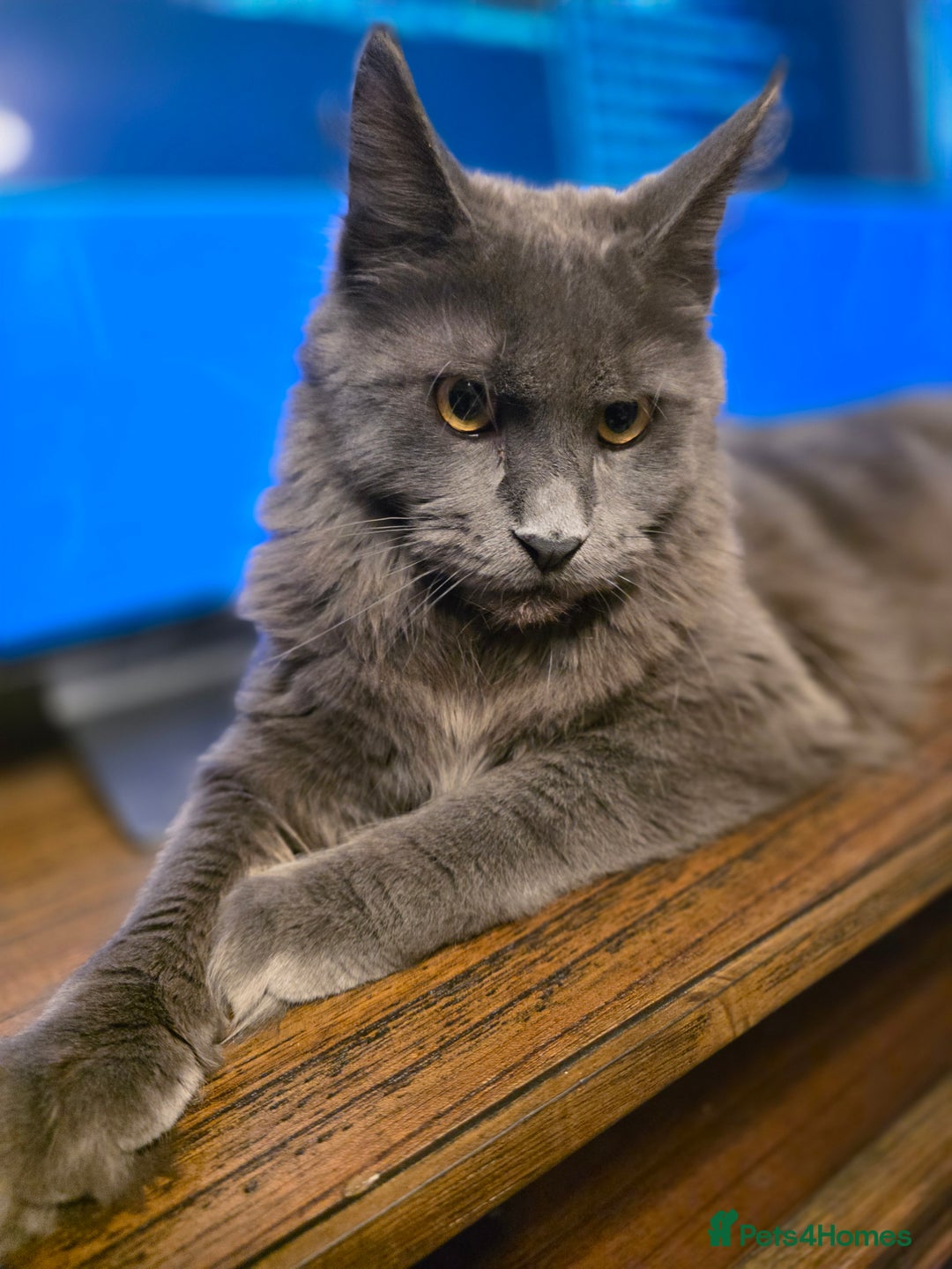 Maine Coon cats for sale: Beautiful Mainecoon  girl - Advert 1