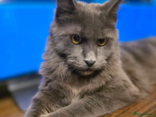 Maine Coon cats Beautiful Mainecoon girl - Advert 10