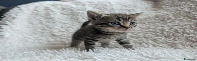 Tabby Female