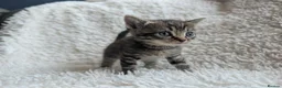 Mixed Breed cats for sale: 5 Male and 2 Female Tabbys - Advert 4