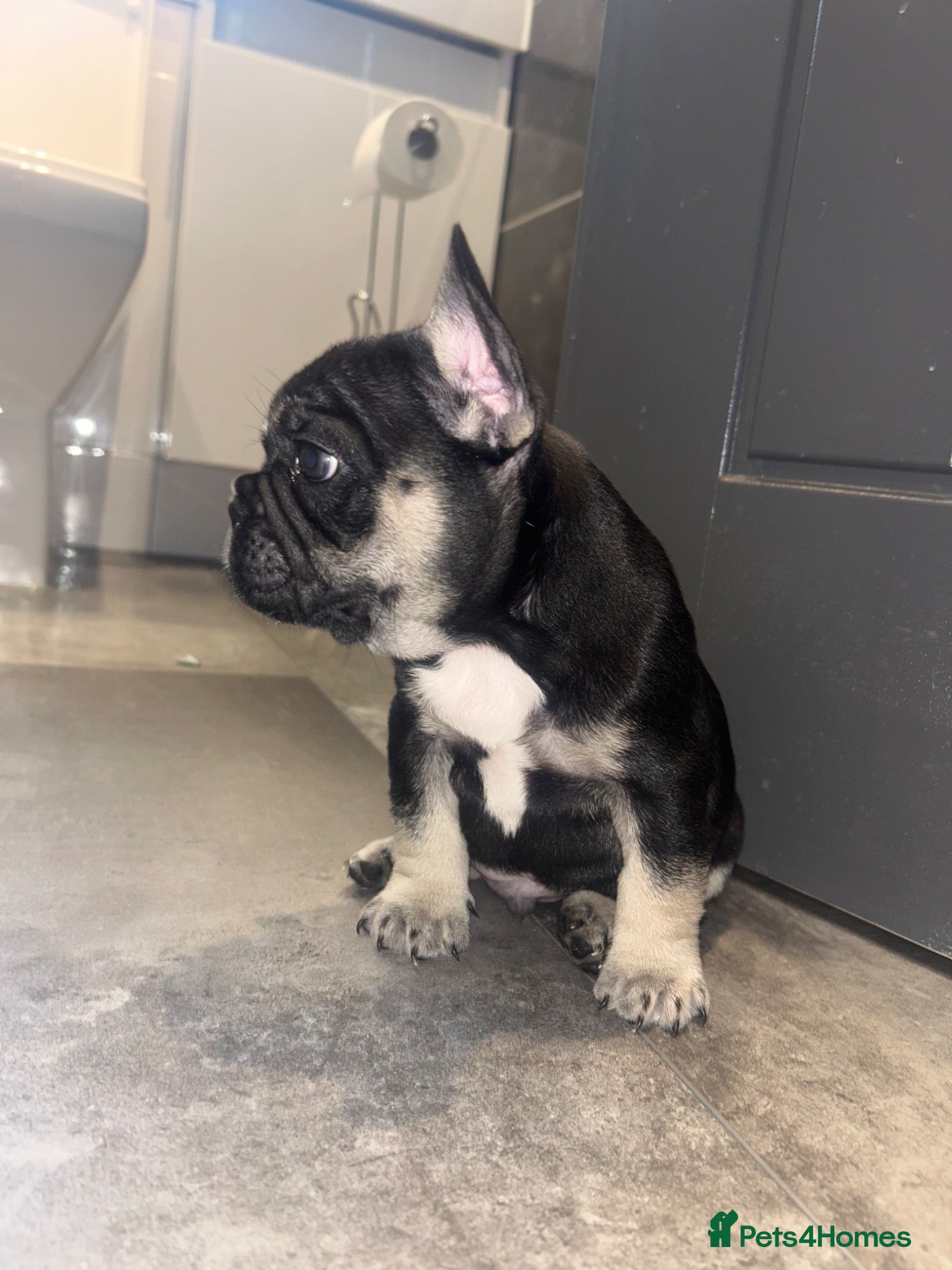 French Bulldog dogs Beautiful french bulldogs - Advert 3