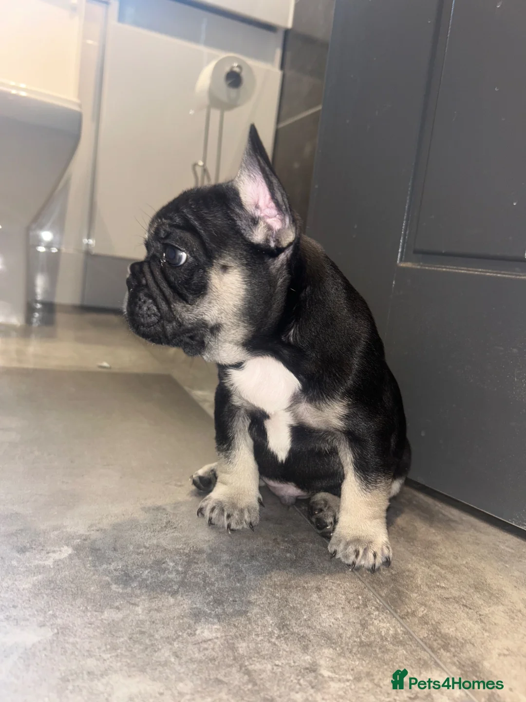 French Bulldog dogs for sale: Beautiful french bulldogs - Advert 1