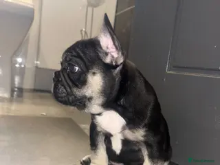 French Bulldog dogs Beautiful french bulldogs - Advert 1