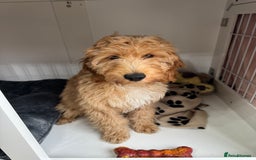 Irish Doodle dogs for sale: 4 Month Irish Doodle - Perfect Puppy - Image 3