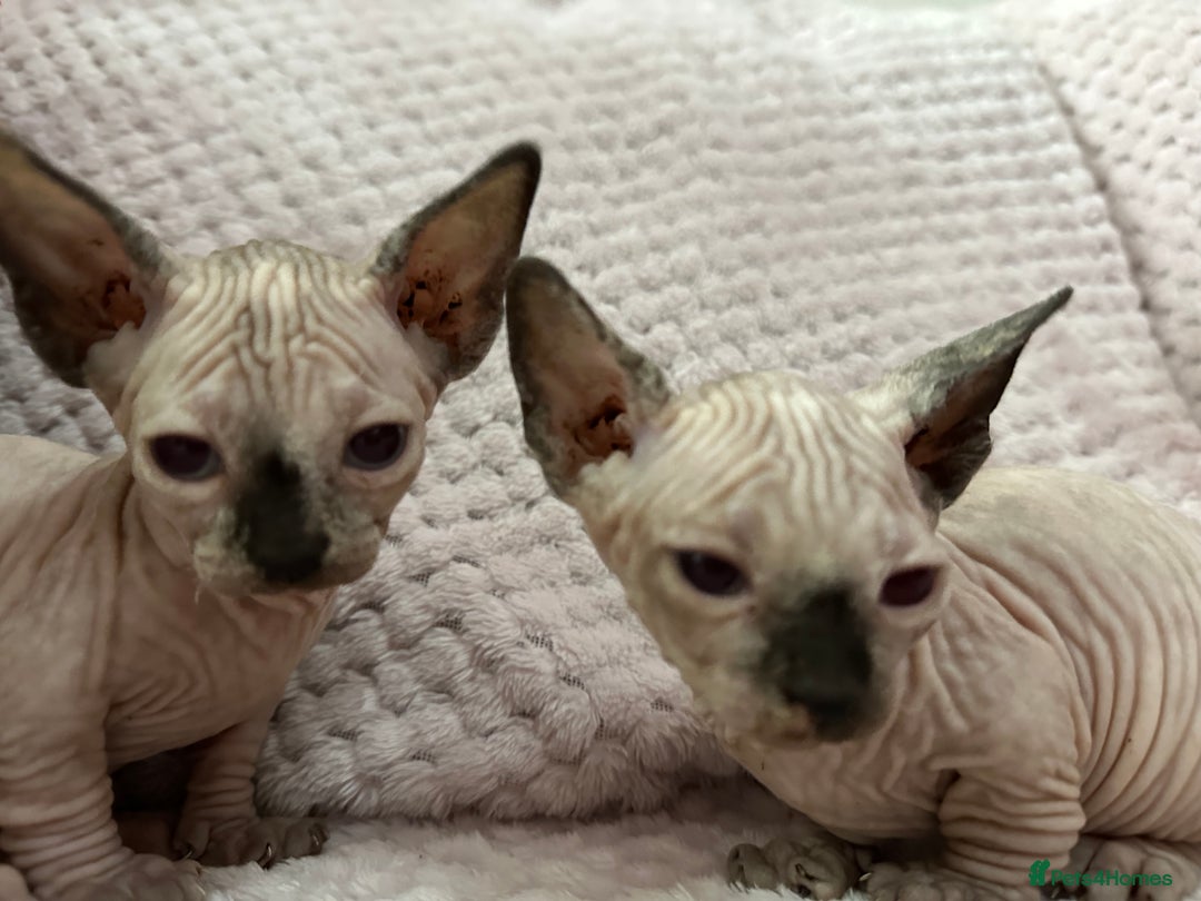 Sphynx cats for sale: Bambino kittens Ready now! - Advert 17