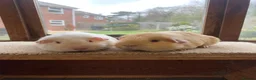 Guinea Pig rodents for sale: Sweet Baby Short Coated Guinea Pig Boars - Advert 2