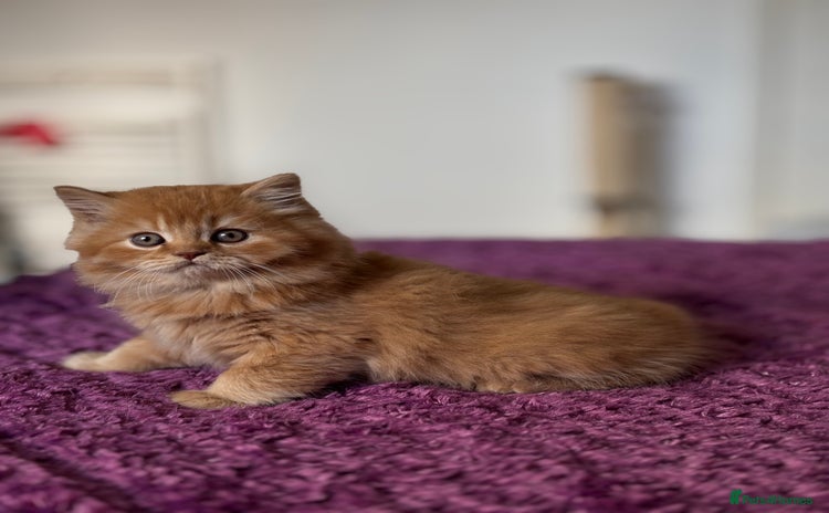 British Longhair cats - Advert 4