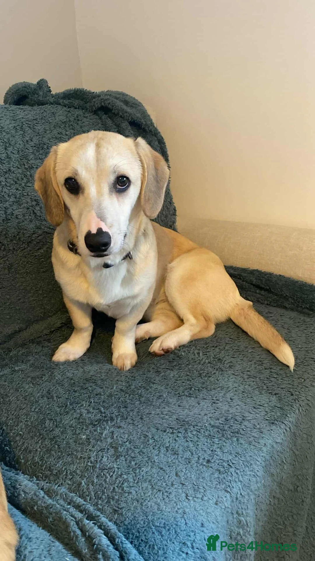 Mixed Breed dogs for adoption: MAE - RESERVED  - Advert 3