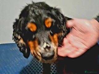 Cocker Spaniel dogs 5 year old looking for new home - Advert 1