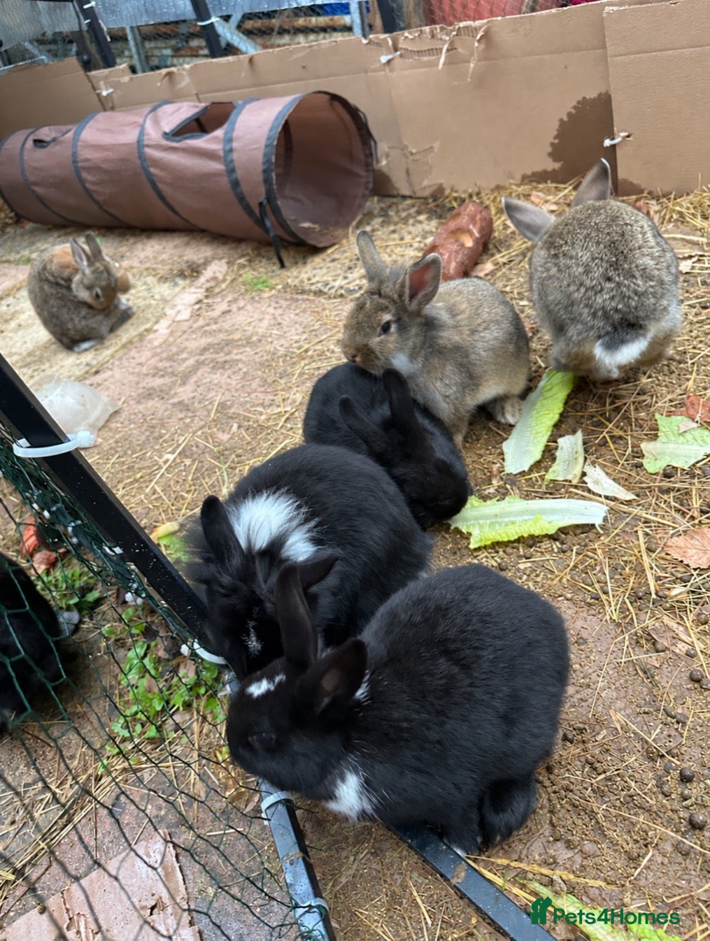 Mixed Breed rabbits for sale: Lionhead x Mini Rex Bunnies! - Advert 1