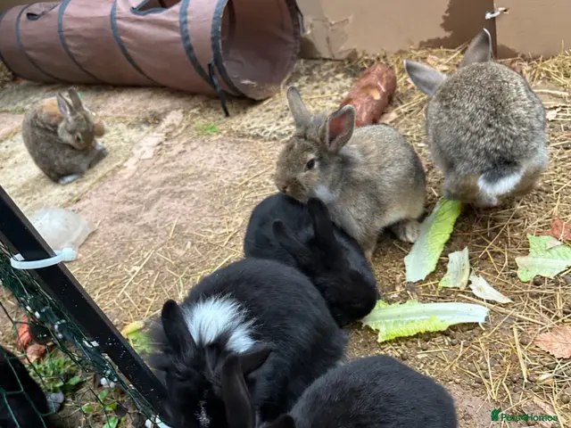 Mixed Breed rabbits for sale: Lionhead x Mini Rex Bunnies! - Advert 1