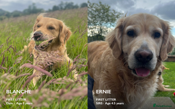Golden Retriever dogs for sale: Golden Retriever Puppies! 💛🐶 - Image 3