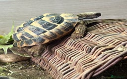 Tortoise reptiles for sale: Tortoises  - Image 5