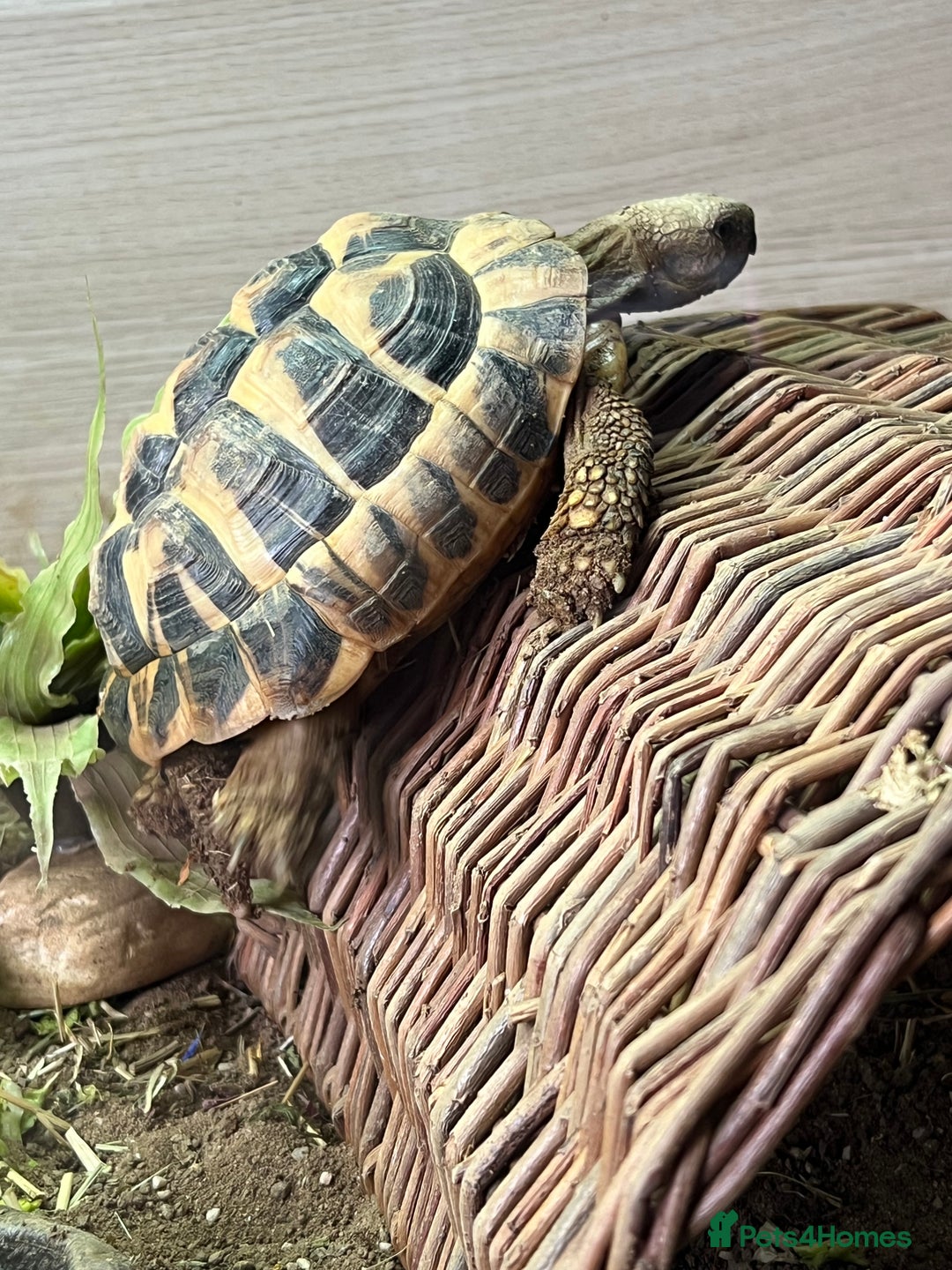 Tortoise reptiles for sale: Tortoises  - Image 5
