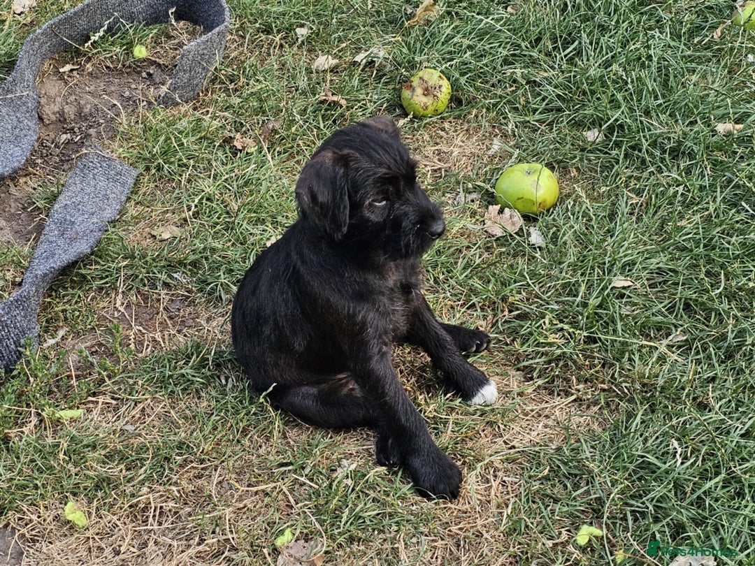 Patterdale Terrier dogs for sale: 2 Adorable Farm-Bred Girls.  - Image 5
