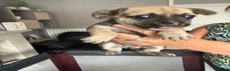 Mixed Breed dogs for sale: Gorgeous French Bull dog cross Chihuahua puppies  - Advert 8