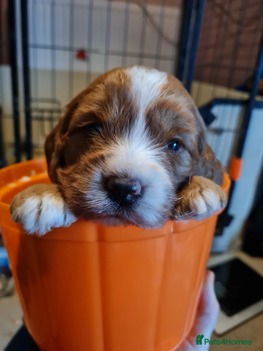 Cockapoo dogs for sale: Heath tested F1 toy cockapoo - Advert 2