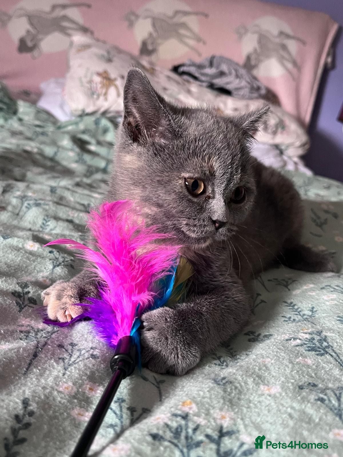 British Shorthair cats 2 Affectionate, Playful, Loving BSH Female Kittens - Advert 2
