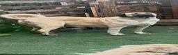 Turkish Kangal dogs for sale: 2 females  - Advert 3