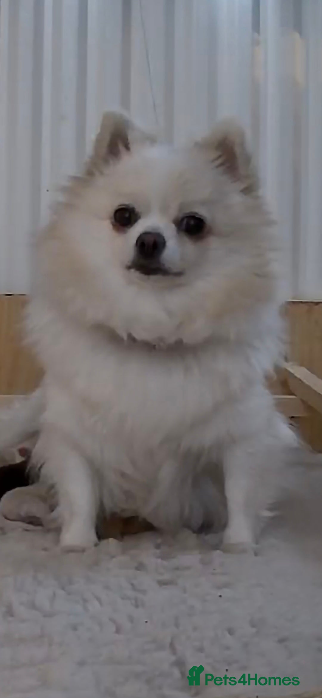 Pomchi dogs for sale: Beautiful pomchi pups - Advert 6