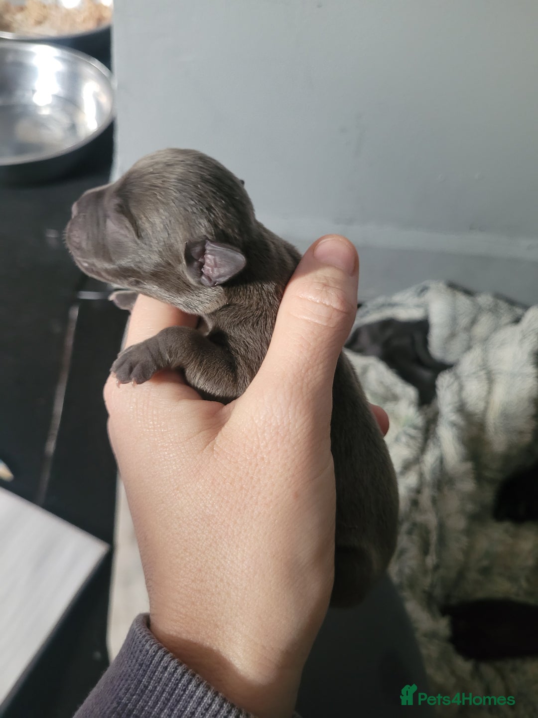 Mixed Breed dogs for sale: Staffie cross mastiff  - Image 5