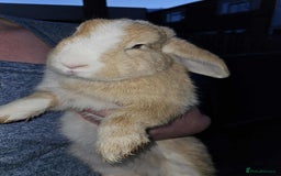 Mixed Breed rabbits for sale: Baby bunny’s - Image 7