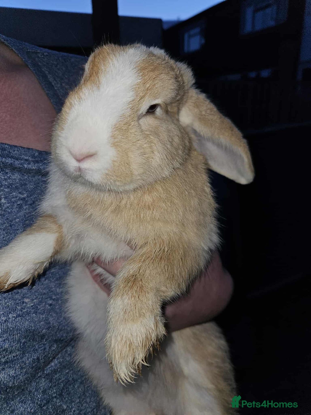Mixed Breed rabbits for sale: Baby bunny’s - Image 7