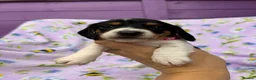 Miniature Dachshund dogs for sale: 5 cute piebald miniature dachshund puppies - Advert 4