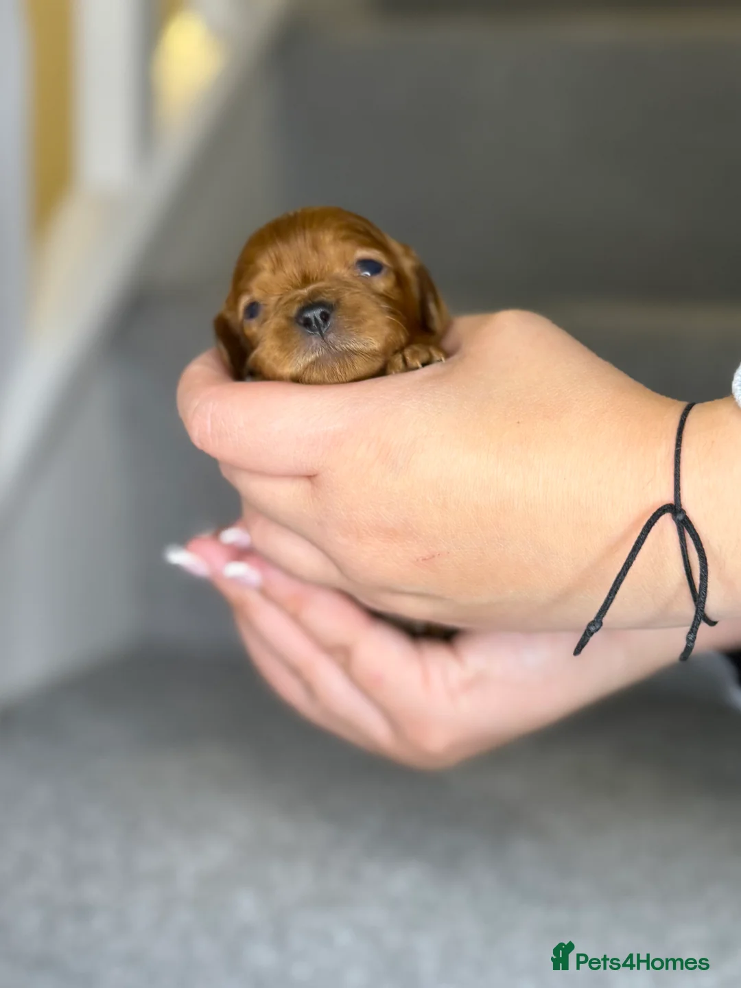 Cavalier King Charles Spaniel dogs for sale: Stunning cavalier King Charles spaniel puppies in Doncaster - Advert 2