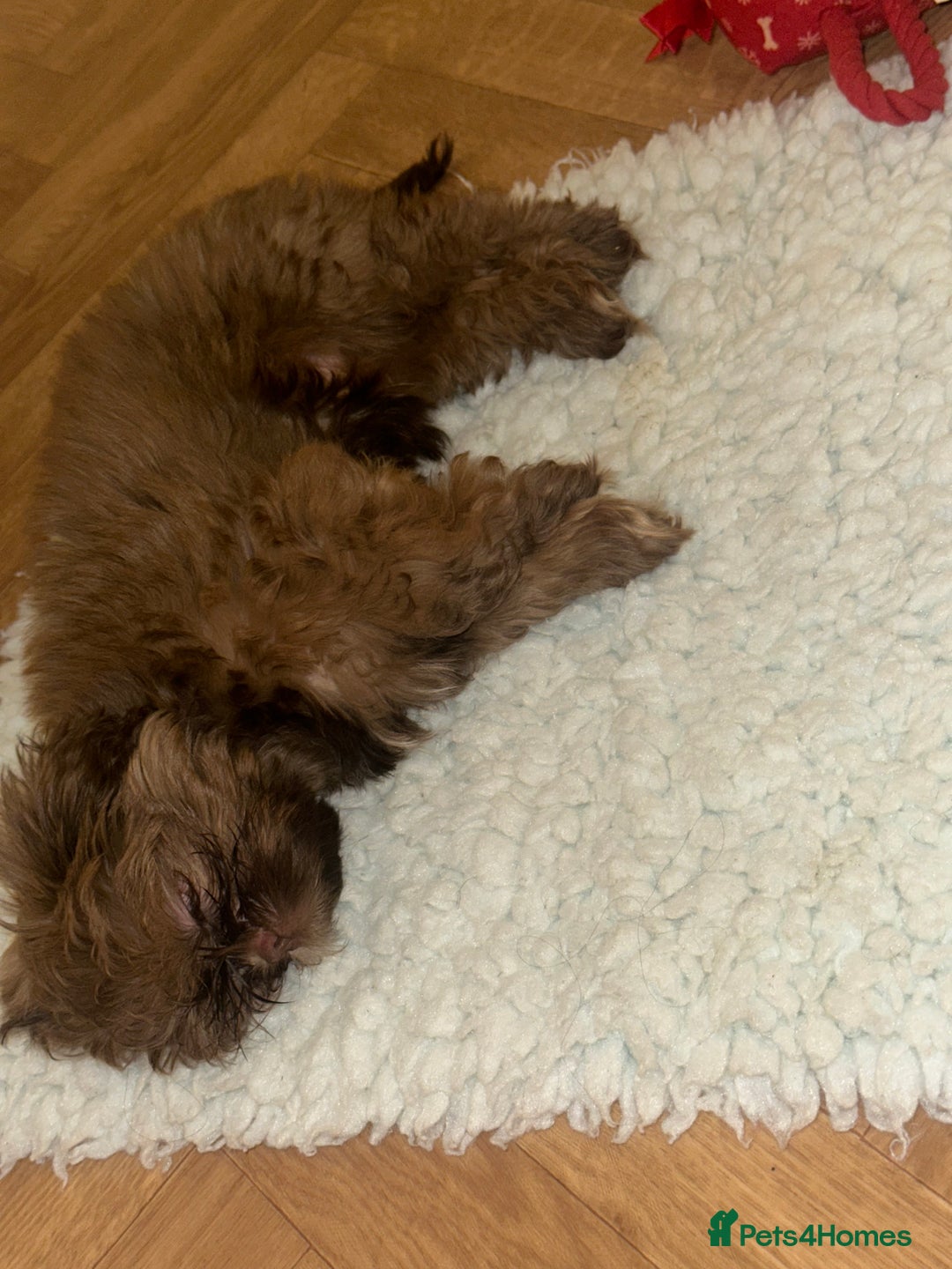 Shih Tzu dogs for sale: Stunning Karashishi Shih tzus - Advert 22