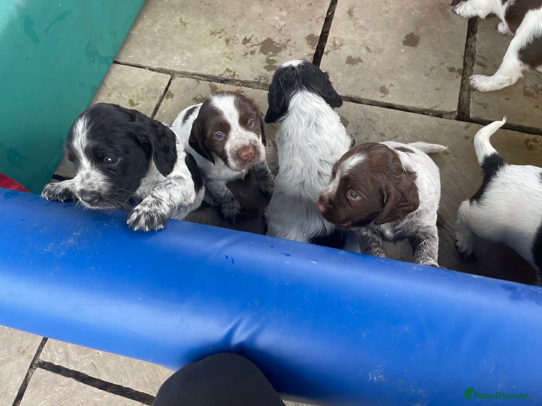 Sprocker dogs for sale: Sprocker Spaniel Puppies - Image 3