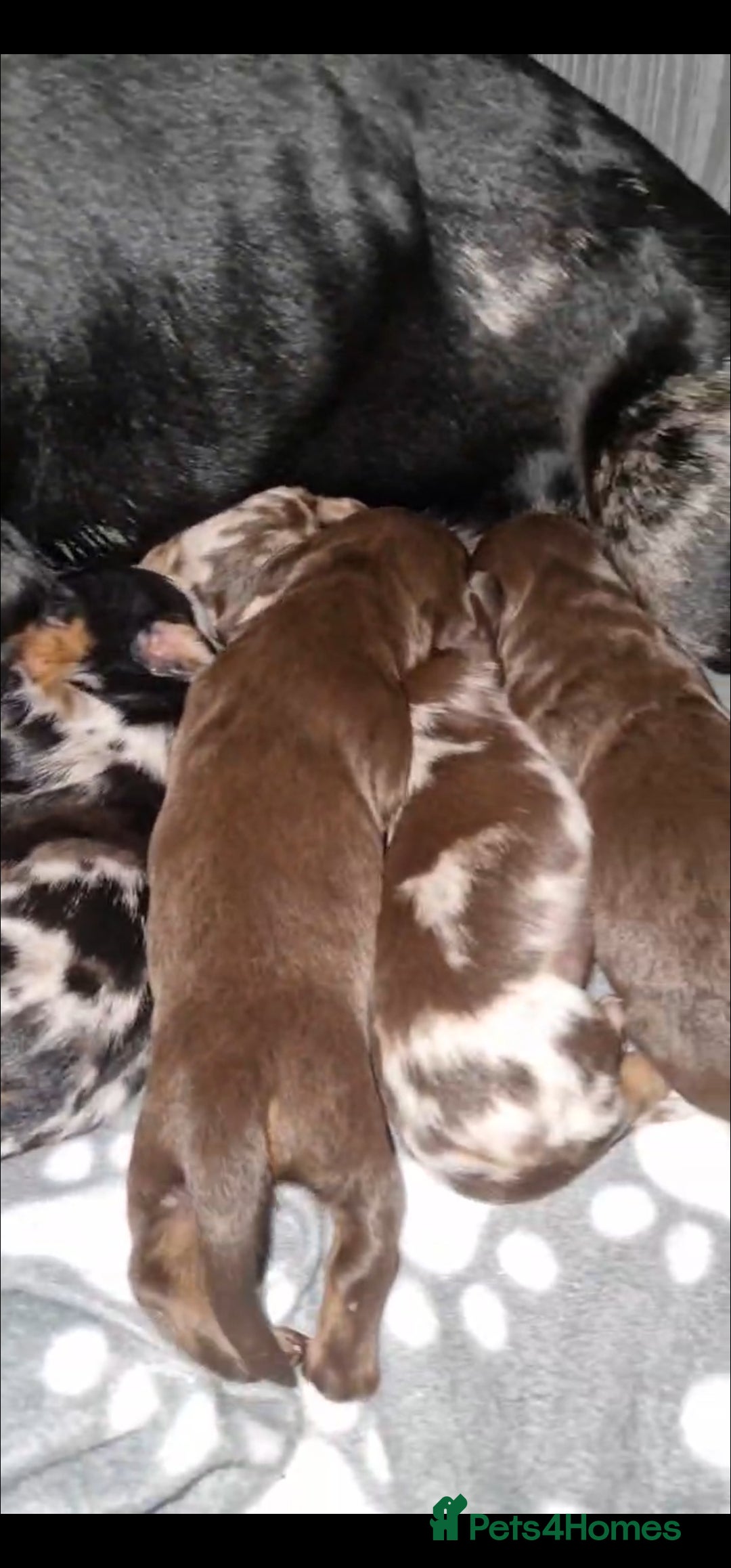 Dachshund dogs for sale: Outstanding dachshunds  - Image 2