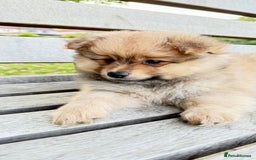 Pomeranian dogs for sale: Pomeranian fluffy Boys  - Image 7