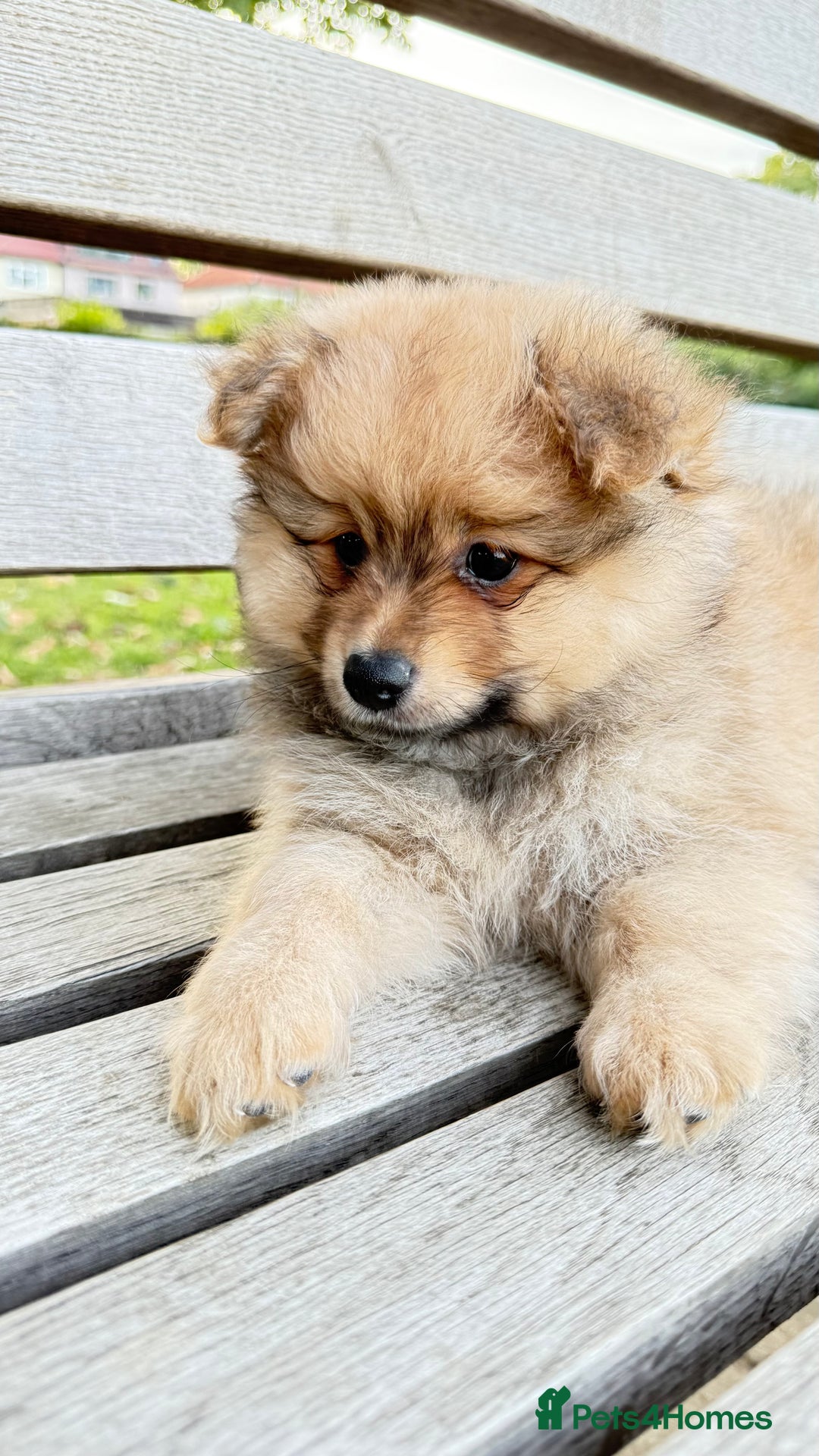 Pomeranian dogs for sale: Pomeranian fluffy Boys  - Image 7