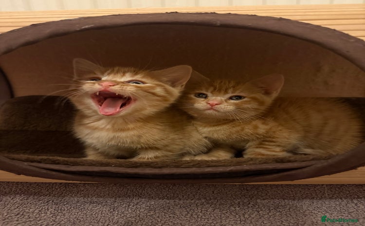 British Shorthair cats Gorgeous Ginger Tabby Mixed BSH Kittens  - Advert 2