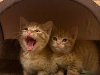 British Shorthair cats Gorgeous Ginger Tabby Mixed BSH Kittens - Advert 1