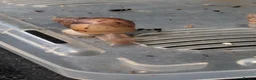 Snails invertebrates for sale: Giant African land snail  - Advert 3