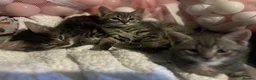 Mixed Breed cats for sale: 1 beautiful female tabby - Advert 3