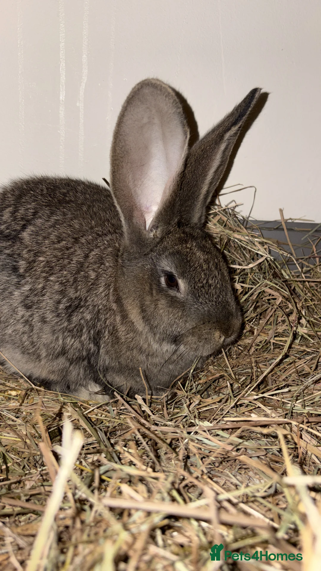 Continental Giant rabbits for sale: This is DAVE he is super friendly.  - Advert 2