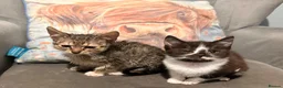 Mixed Breed cats for sale: Kittens ready now  - Advert 9